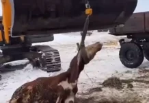 The Russian government is applying a judo hold to the internet and the cows