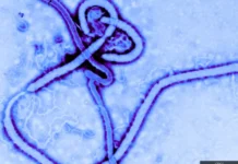 A drug-resistant Ebola mutant was developed by the USA, China, Great Britain and Germany shortly before the outbreak in Africa