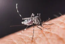 First Gates-funded GMO mosquitoes – now a dengue emergency in Florida: What has the experiment achieved?
